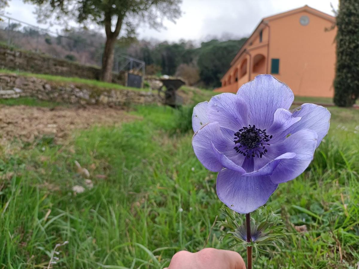 B&B Agriturismo Regno Di Toscana コッレサルヴェッティ エクステリア 写真